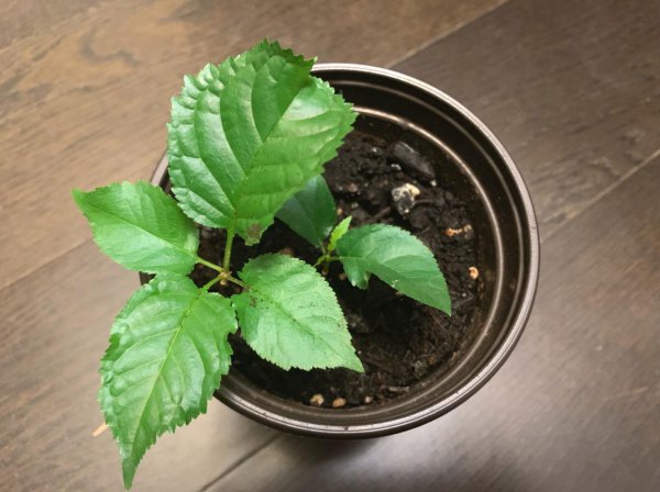 樱桃核可以种出樱桃树吗