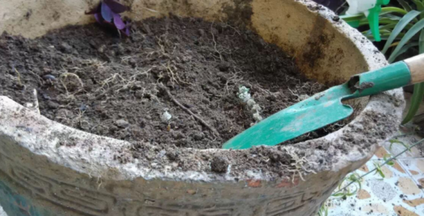 樱桃核可以种出樱桃树吗