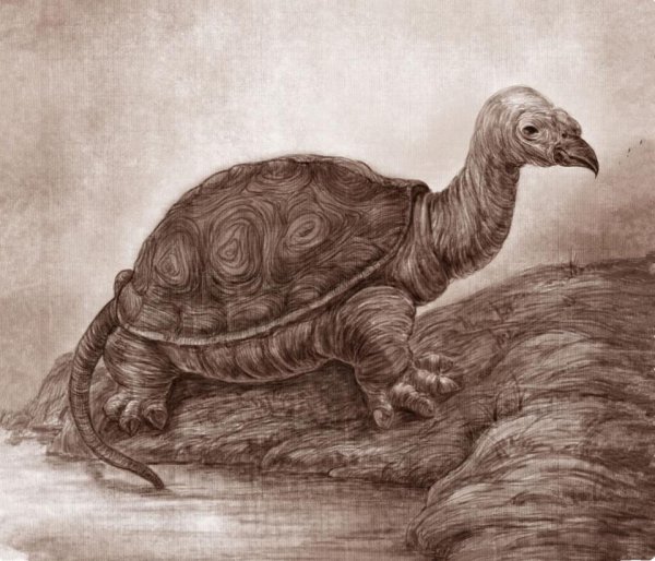 玄武是什么动物