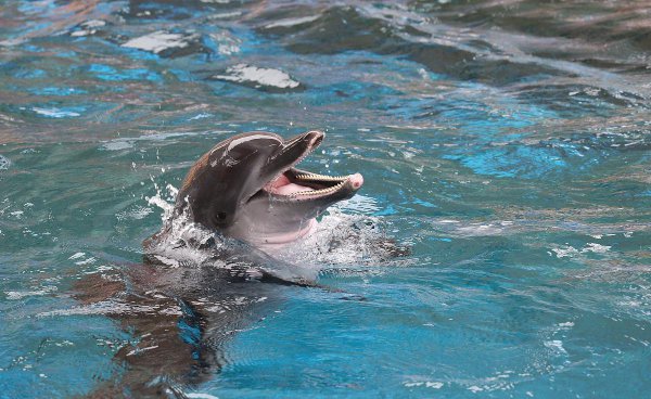 海豚用什么呼吸空气