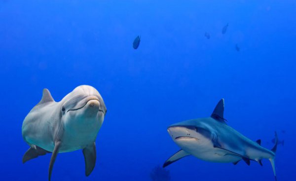 海豚用什么呼吸空气