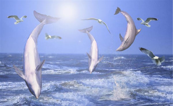 海豚用什么呼吸空气