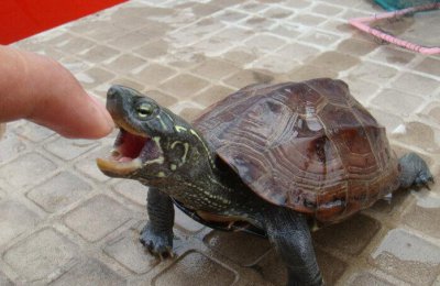 如何养乌龟才能养得好 家里养宠物乌龟的正确方法和技巧