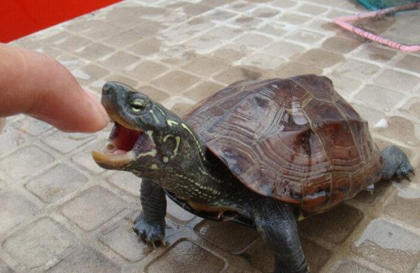 如何养乌龟才能养得好
