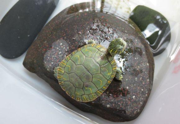 如何养乌龟才能养得好