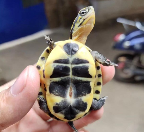 如何养乌龟才能养得好