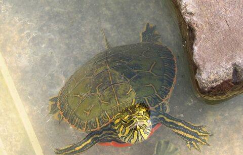 如何养乌龟才能养得好