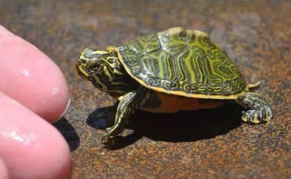 如何养乌龟才能养得好