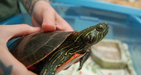 如何养乌龟才能养得好