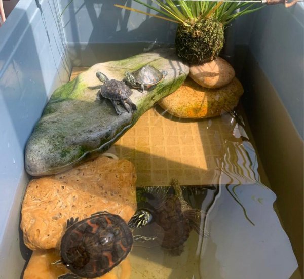 如何养乌龟才能养得好