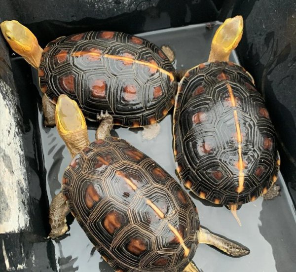 如何养乌龟才能养得好