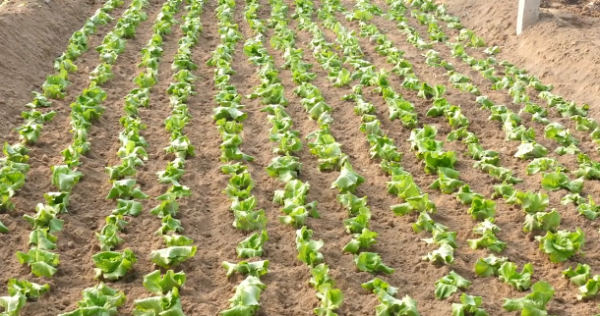 生菜种子直接种还是先催芽好