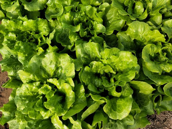 生菜种子直接种还是先催芽好