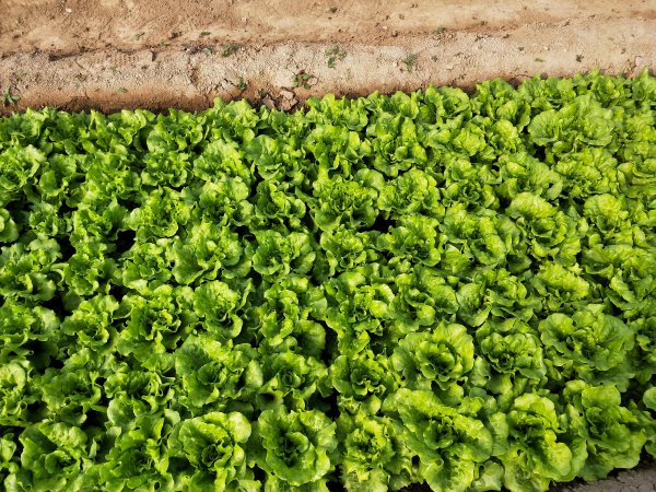 生菜种子直接种还是先催芽好