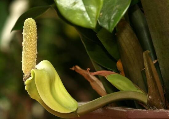 金钱树开花是什么预兆