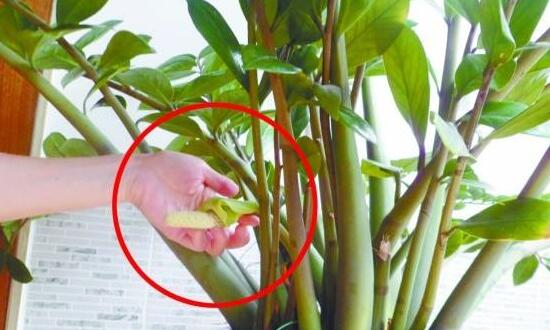 金钱树开花是什么预兆