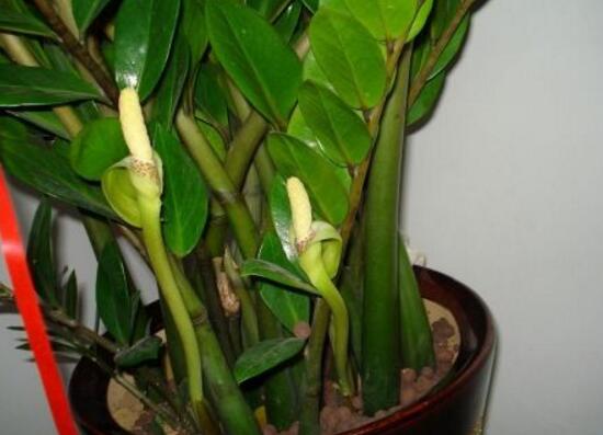 金钱树开花是什么预兆