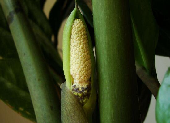 金钱树开花是什么预兆