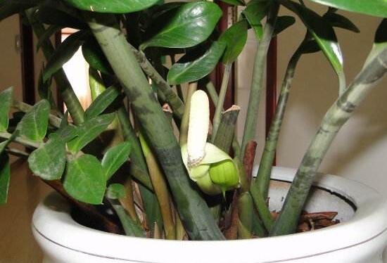 金钱树开花是什么预兆