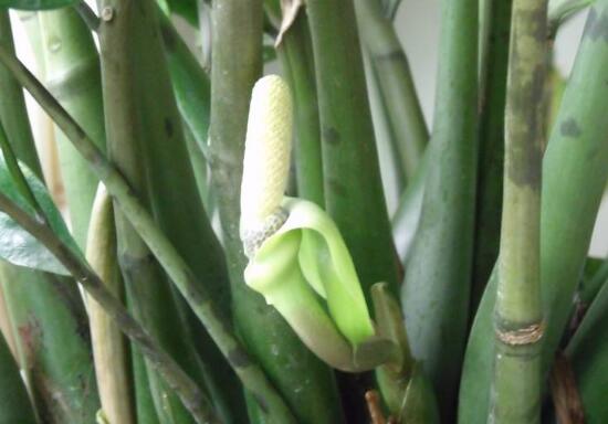 金钱树开花是什么预兆