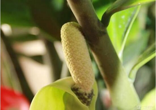 金钱树开花是什么预兆