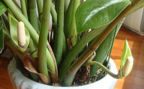 金钱树开花是什么预兆