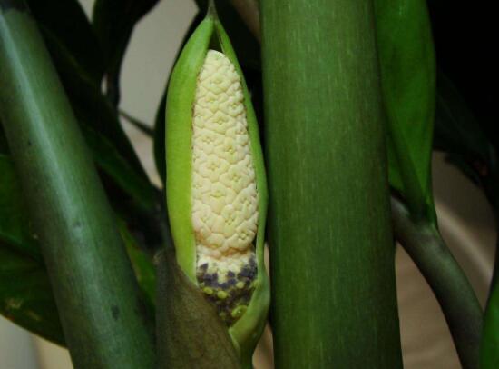 金钱树开花是什么预兆