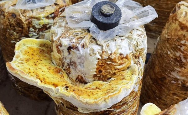 人工种植桑黄前景如何