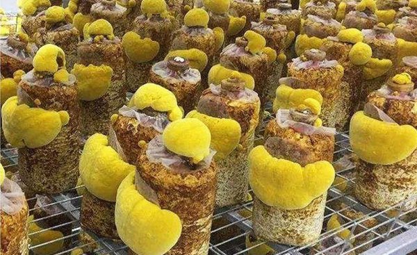 人工种植桑黄前景如何