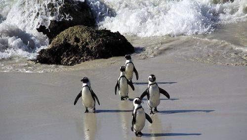 南非气候类型及特点