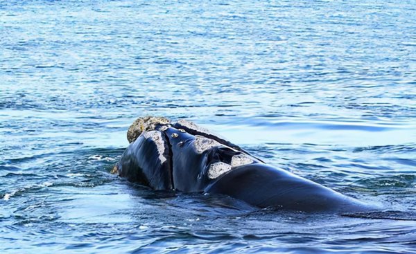 南非气候类型及特点