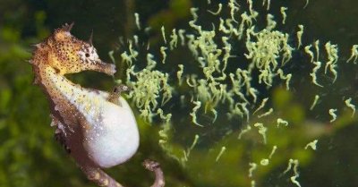 十种动物的繁殖方式 盘点动物界奇葩的十种交配方式