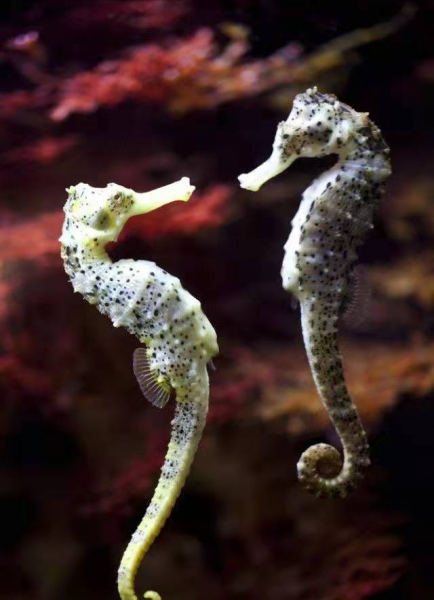 十种动物的繁殖方式