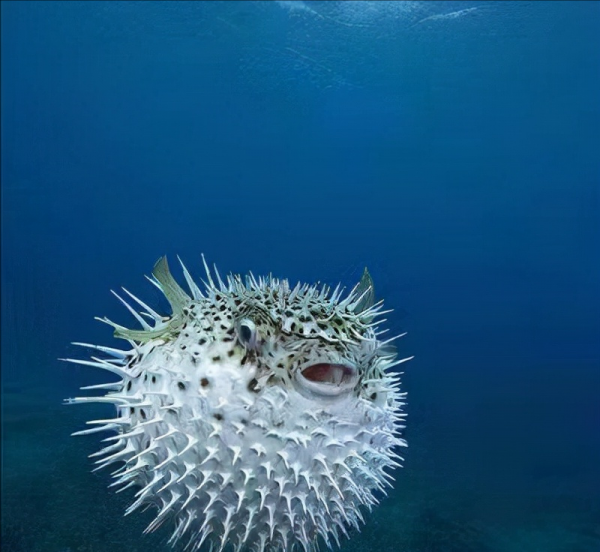 十种动物的繁殖方式