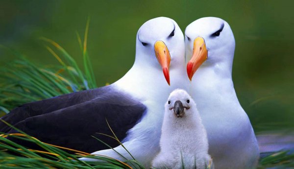 十种动物的繁殖方式