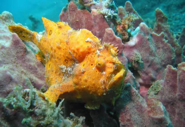 十种动物的繁殖方式