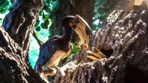 十种动物的繁殖方式