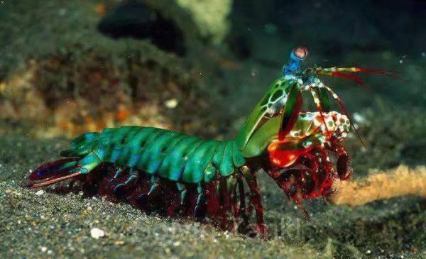 十种动物的繁殖方式