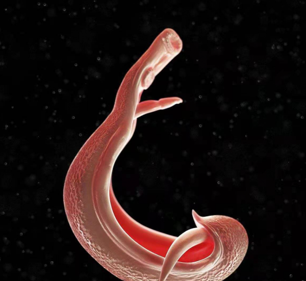 十种动物的繁殖方式