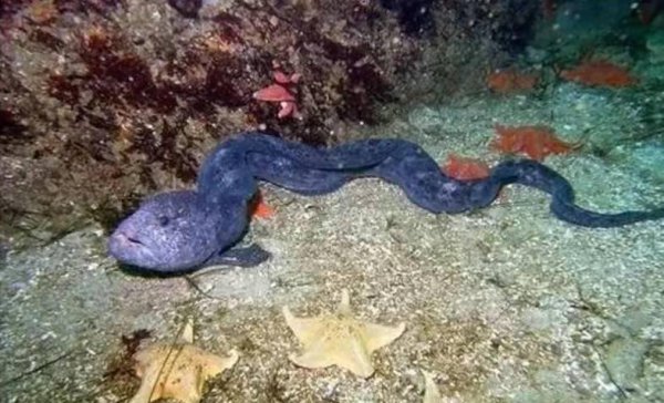 十种动物的繁殖方式