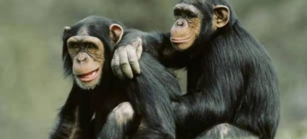 十种动物的繁殖方式