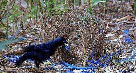 十种动物的繁殖方式