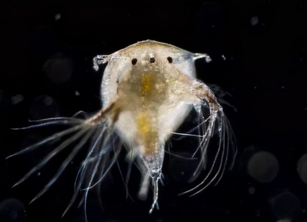 海洋中的藤壶是啥