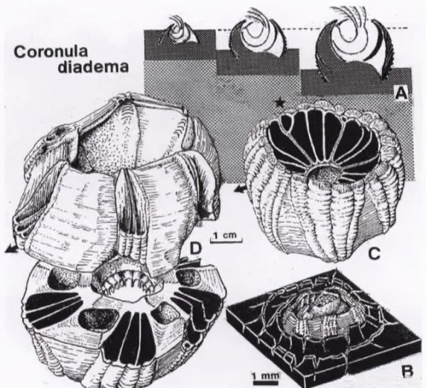 海洋中的藤壶是啥