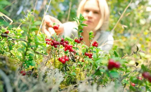芬兰首都赫尔辛基的简介