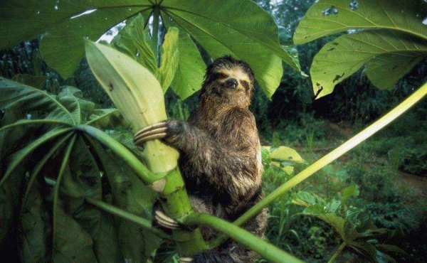 物种起源的作者是谁