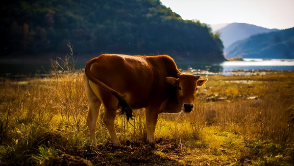 通辽市是哪个省份的
