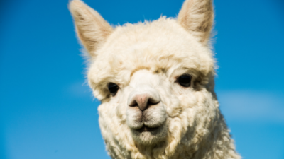 羊驼为什么被称为草泥马 为什么见了羊驼要躲远