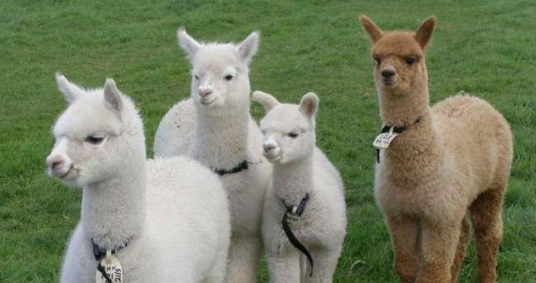 羊驼为什么被称为草泥马