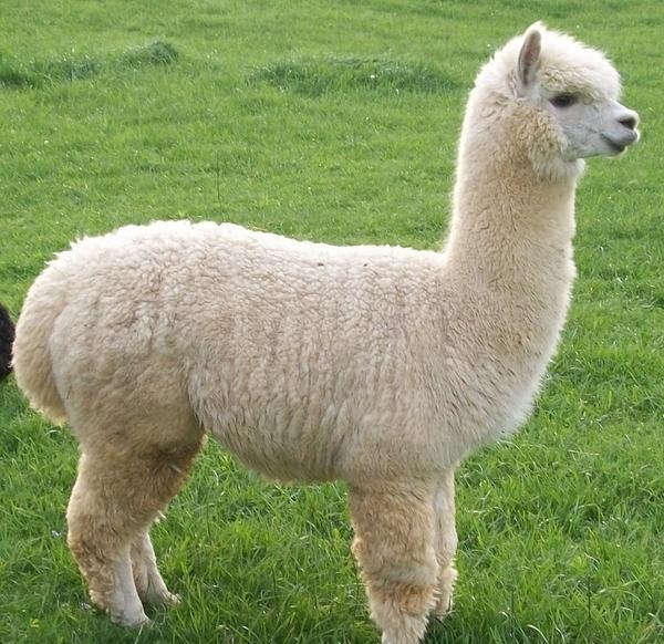 羊驼为什么被称为草泥马